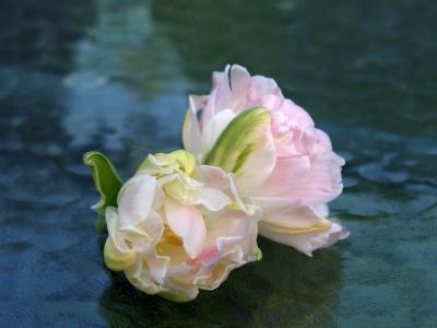 Photograph by Bridget Flemming